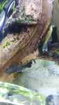 Glonojad ancistrus sp. Weloniasty czarny i albino