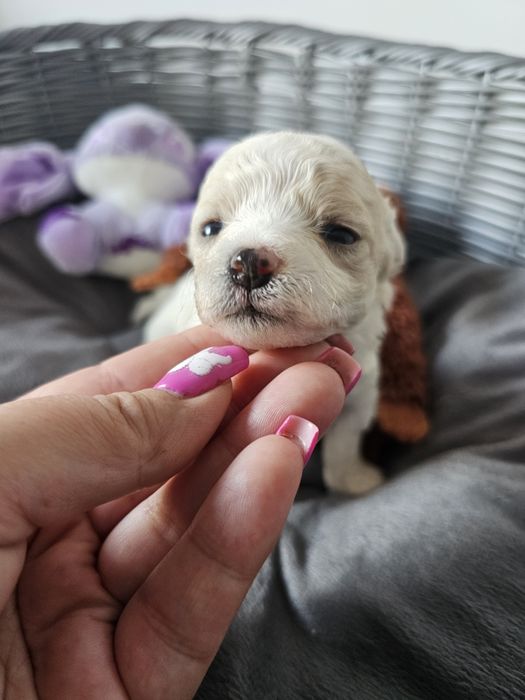 Bichon frise Cotton Monkey FCI ZkwP sunia