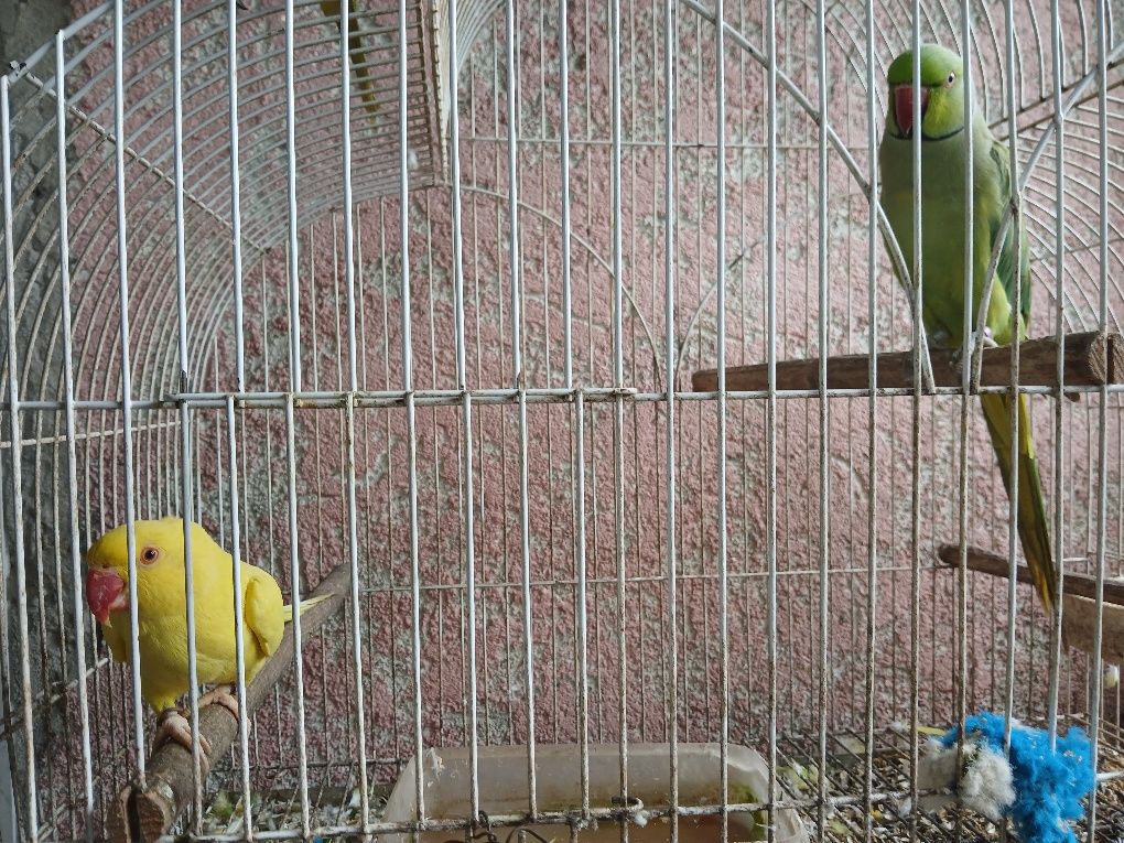 Vendo casal de Ringneck e Piriquito Regente macho