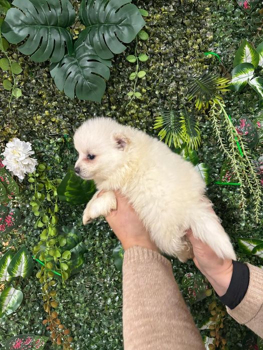 Spitz macho branquinho