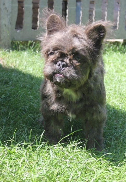 Французький бульдог флудлі