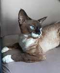 Devon rex reproduktor krycie