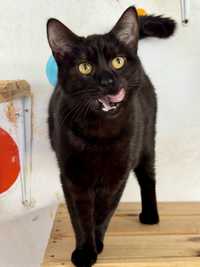 Чорний кіт чорна кішка з притулку
