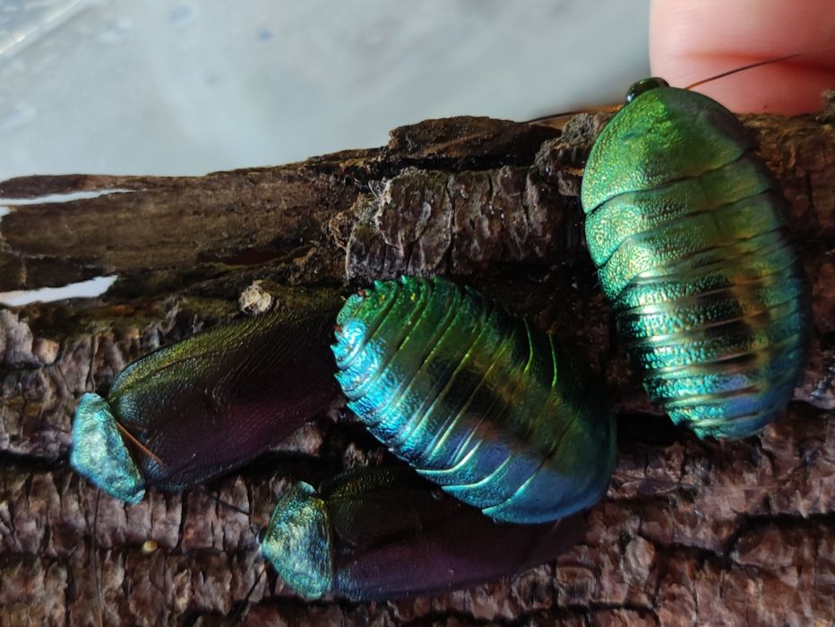 Смарагдові таргани Pseudoglomeris magnifica