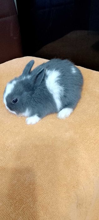 Króliczki miniaturki