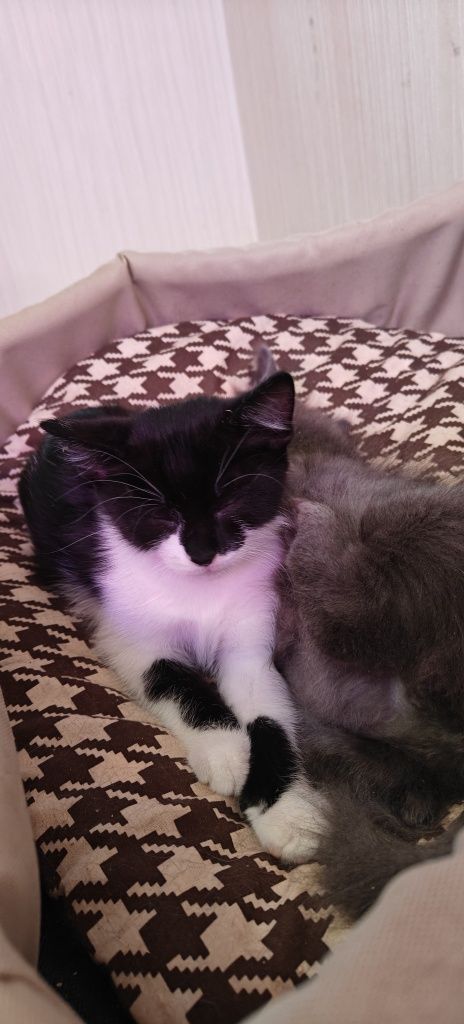 Кошенята 2 місяці. БЕЗКОШТОВНО
