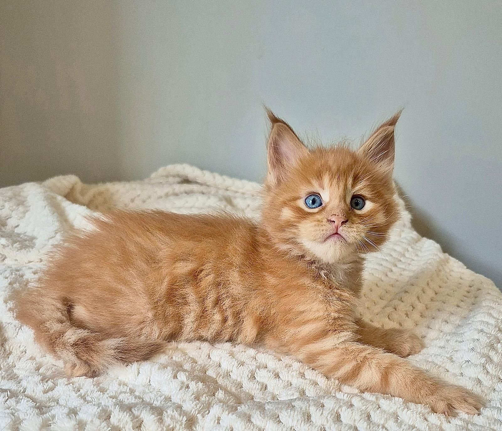 Kocurek rudy Maine coon!!!