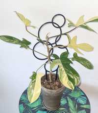 Philodendron Florida beauty