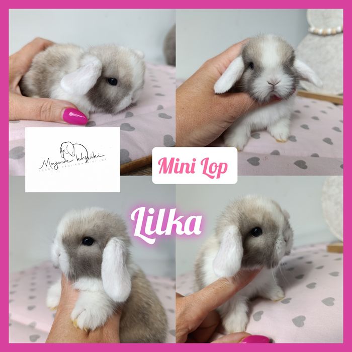 Królik króliczek mini lop hodowla zarejestrowana