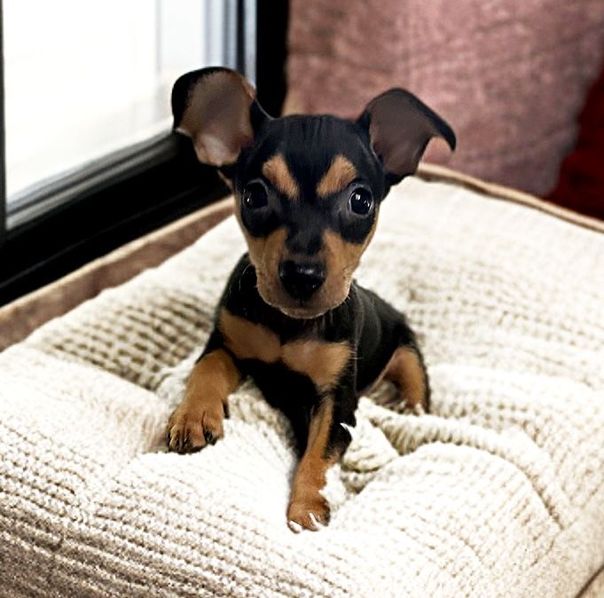 Piesek rasy Pinczer Miniaturowy