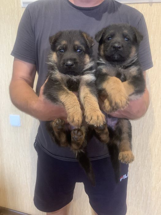 Цуценята Німецької вівчарки