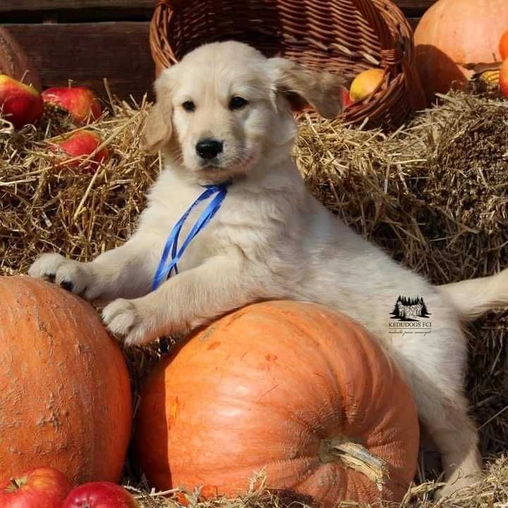 Golden retriever Zkwp gotowy do odbioru