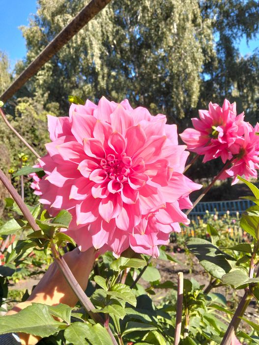 Георгина - Жоржина великого розміру клубні