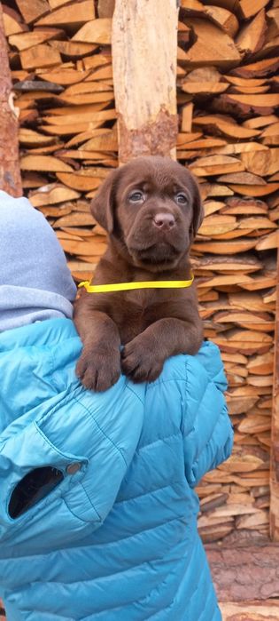Лабрадор Ретрівер цуценята від розплідника