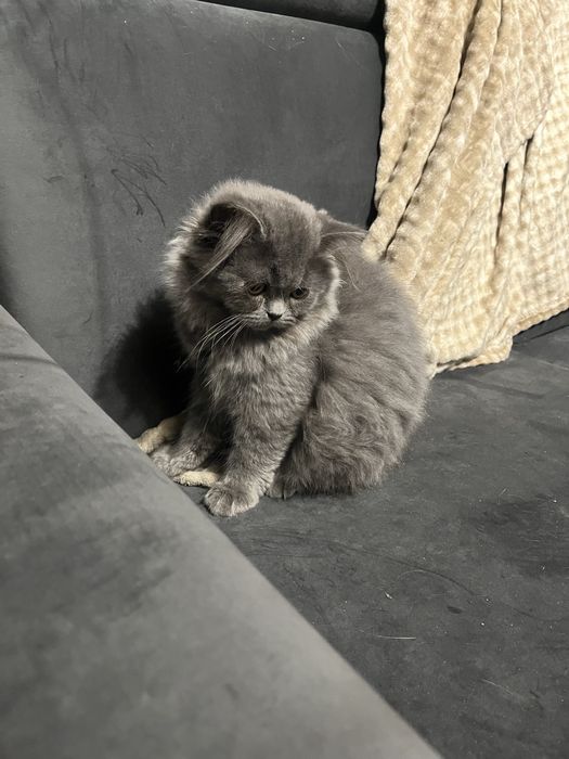 Kotka brytyjska dlugowlosa niebieska gotowa do odbioru