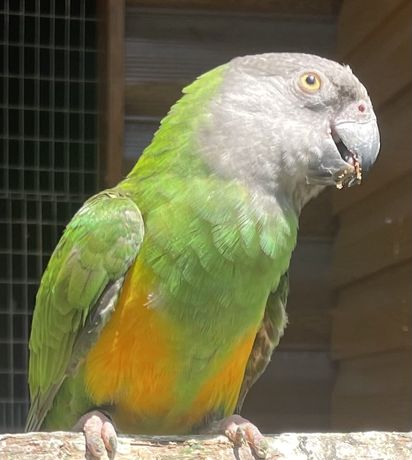 Продам Сенегальского попугая