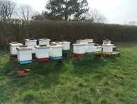 Pszczoły, rodziny na ramce WLKP 18cm