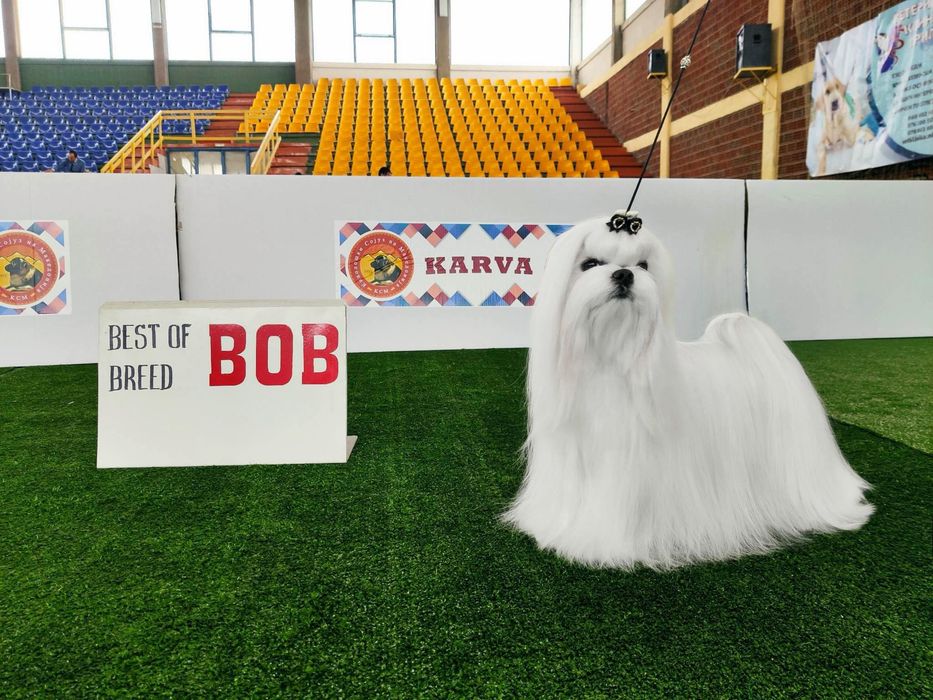 Дівчинка мальтезе Корея з документами КСУ