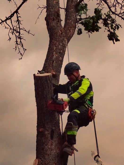 Видалення аварійних дерев, розпил дров, розчищення території