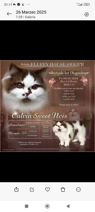 Kotka Brytyjska Długowłosa cynamonowy bikolor