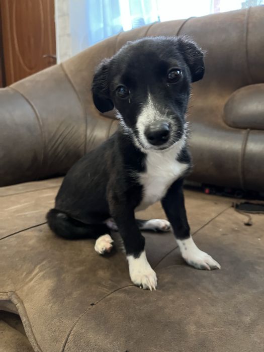 Віддам собаку в добрі руки.