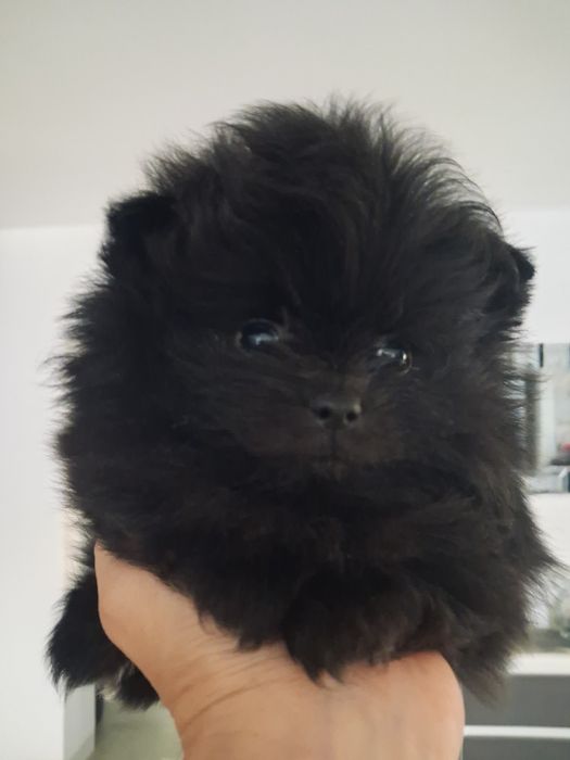 Szpic miniaturowy pomeranian sunia maluka