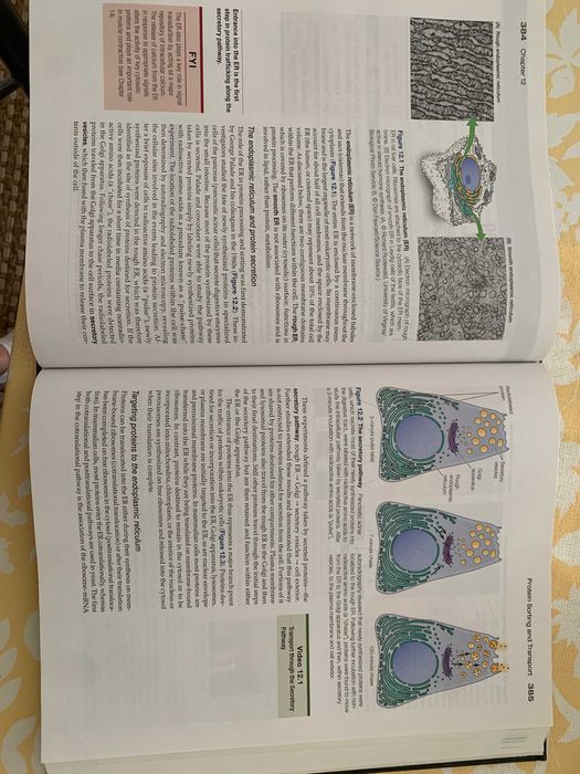 THE CELL - a Molecular Approach