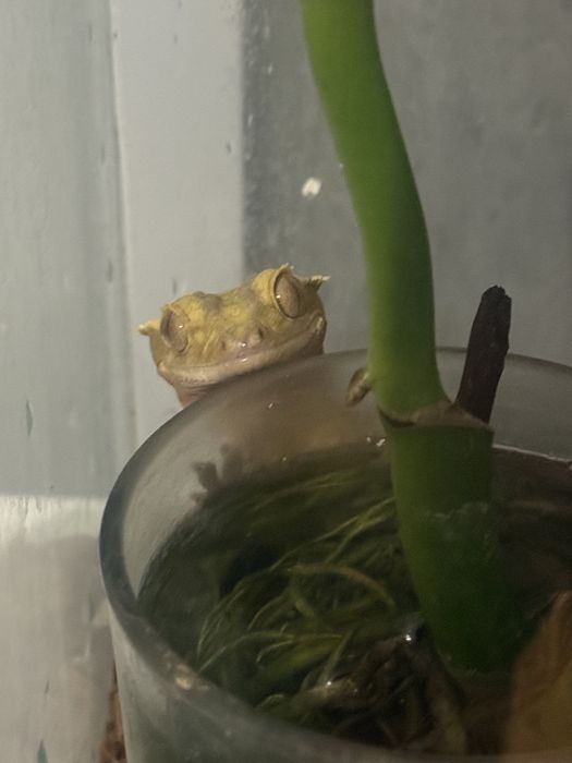 Gekon orzesiony z terrarium