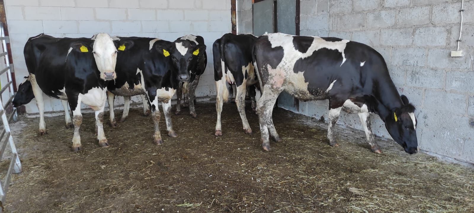 Jałówki jałowice cielne krowy HF HO. Import