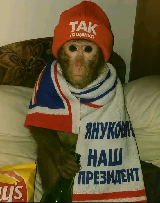 продам обезьяну макаку