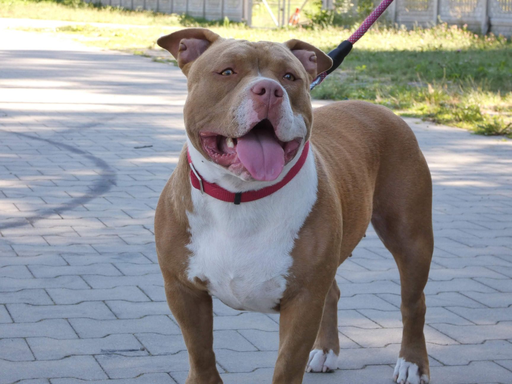 American Bully ABKC Piękny wzorcowy chlopa