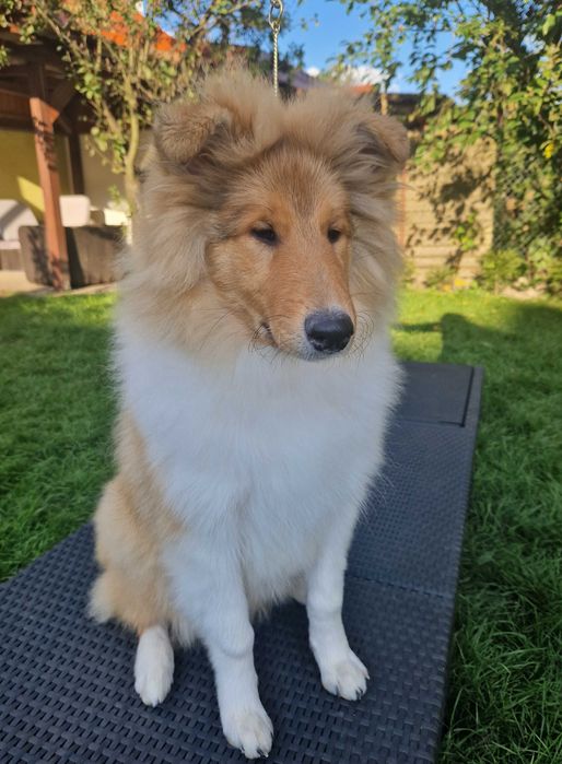 Owczarek szkocki collie długowłosy – piesek z badaniami po Championach