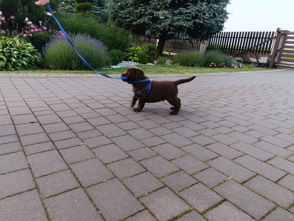 Labrador Retriever -pozostał  jeszcze 1 śliczny  szczeniak czekoladow