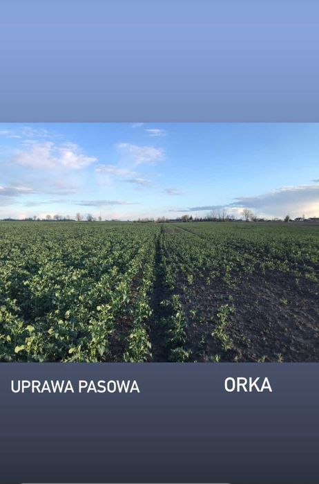 Usługi siewu rzepak.Siew pasowy Czajkowski ST600, strip-till