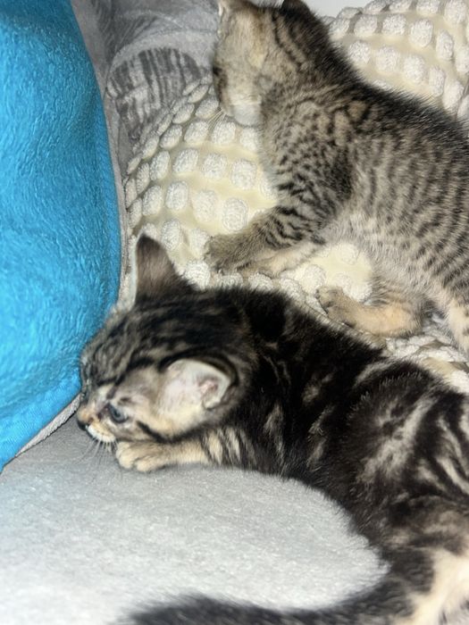 Adotar Gatinhos  bebes com dois meses