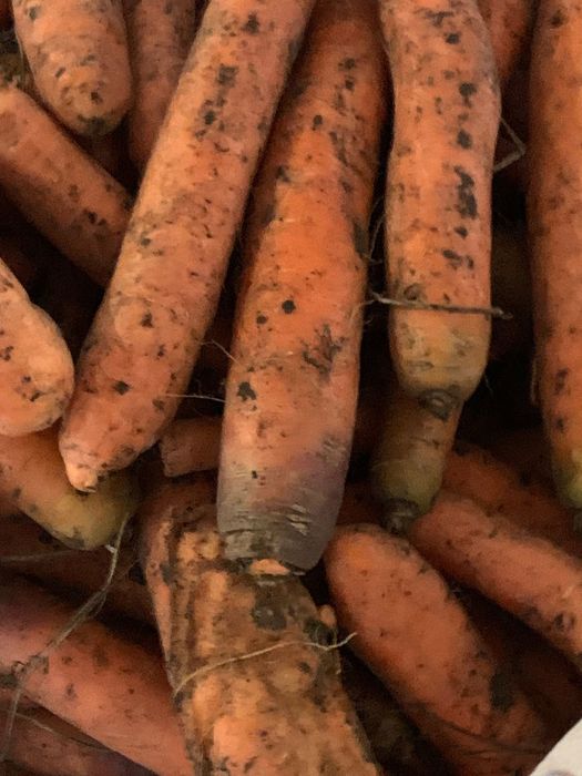 Продам картоплю моркву буряк цибуля