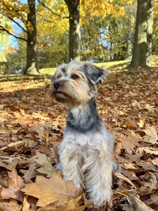 Groomer, Psi fryzjer