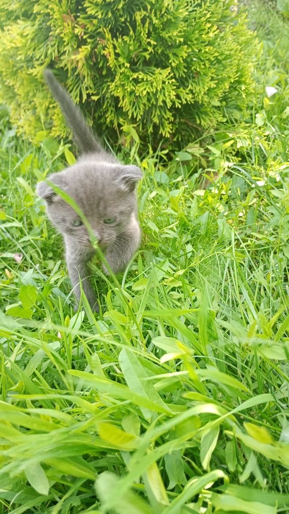 Шотланські кошенята