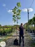 Acer pseudoplatanus, Klon jawor, obwód 6-8, 10-12, 12-14cm, 300-350cm