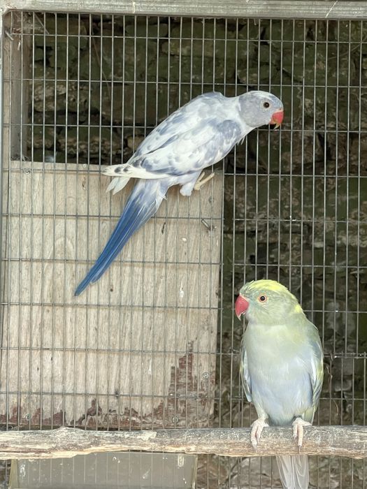 Ring neck violeta malhado