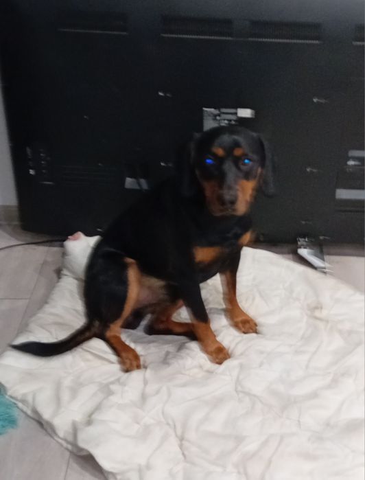 Oddam pieska za darmo