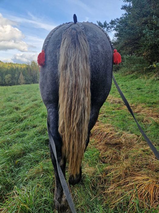 Sprzedam Ogierka Zimnokrwistego 16 Miesięcy Szpak
