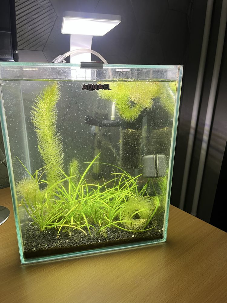 Akwarium 19l Aquael kostka zestaw