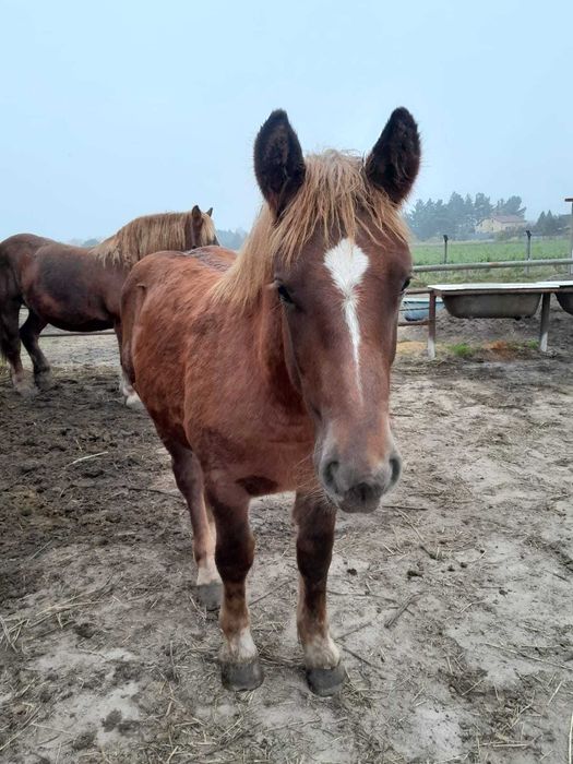 Ogierka rasy polski koń zimnokrwisty
