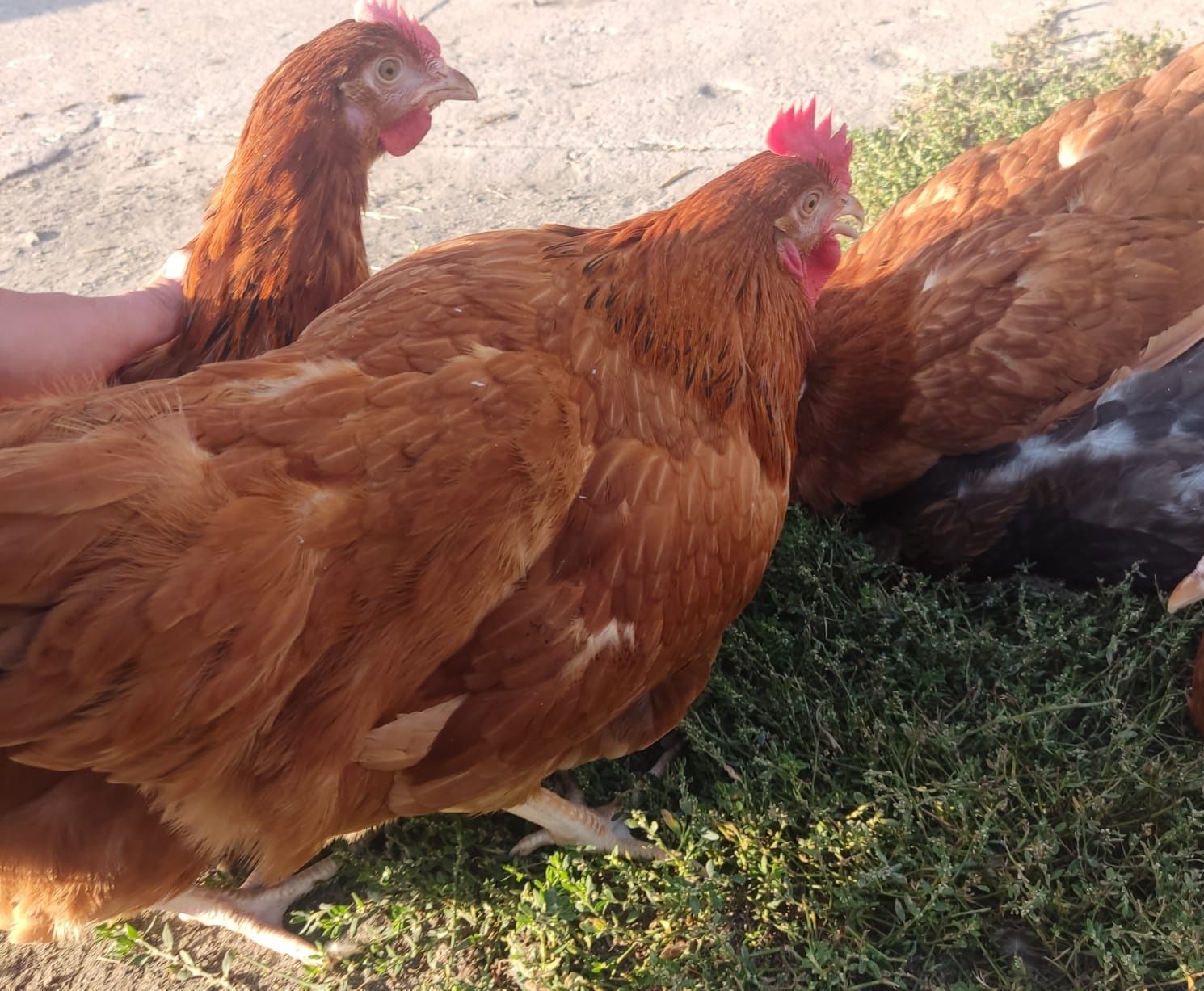 Kury Rosa Leghorn Dominant Lohman Greenshel