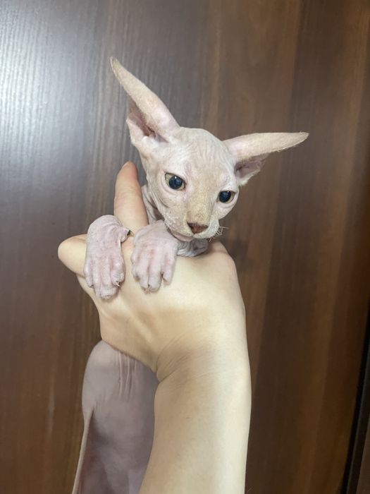 Канадський сфінкс хлопчик