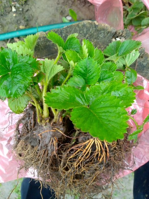 Саджанці ранньої полуниці з відкритою кореневою системою.