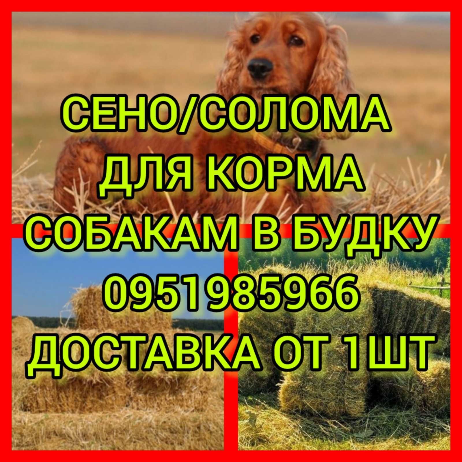 СІНО З ДОСТАВКОЮ в тюках мешках, сено тимофеевки и др. Есть б.н.