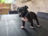 Nowość na rynku American Staffordshire Terrier