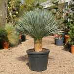 Yucca juka yuca rostrata 140-150 cm okazja 1250zł